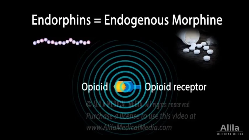 Endorphina — Listado completo